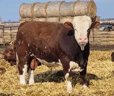 Fleckvieh FB Simmental bulls FOR SALE - Photo 5