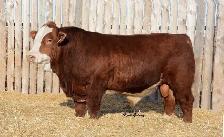 Fleckvieh FB Simmental bulls FOR SALE - Photo 6