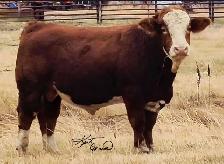 Fleckvieh FB Simmental bulls FOR SALE - Photo 7