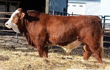 Fleckvieh FB Simmental bulls FOR SALE - Photo 8