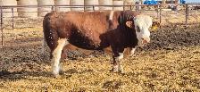 Fleckvieh FB Simmental bulls FOR SALE - Photo 9