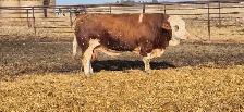 Fleckvieh FB Simmental bulls FOR SALE - Photo 10