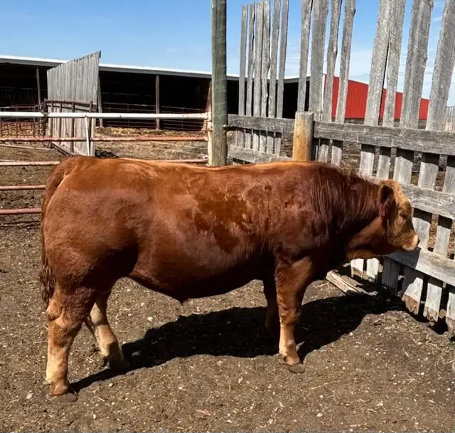 Prime Yearling PB Simmental Bull