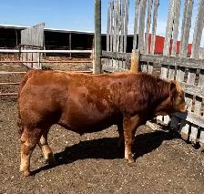 Prime Yearling PB Simmental Bull