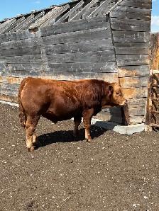 Prime Yearling PB Simmental Bull - Photo 2