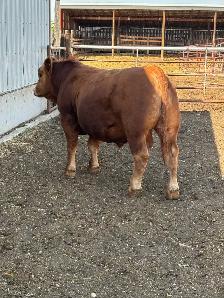 Prime Yearling PB Simmental Bull - Photo 3