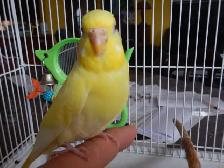 2.5 YEAR OLD  FEMALE BUDGIE  FOR SALE - Photo 2
