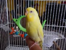 2.5 YEAR OLD  FEMALE BUDGIE  FOR SALE - Photo 8