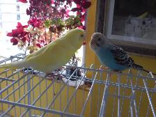 2.5 YEAR OLD  FEMALE BUDGIE  FOR SALE - Photo 9