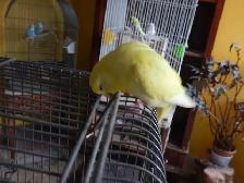 2.5 YEAR OLD  FEMALE BUDGIE  FOR SALE - Photo 10