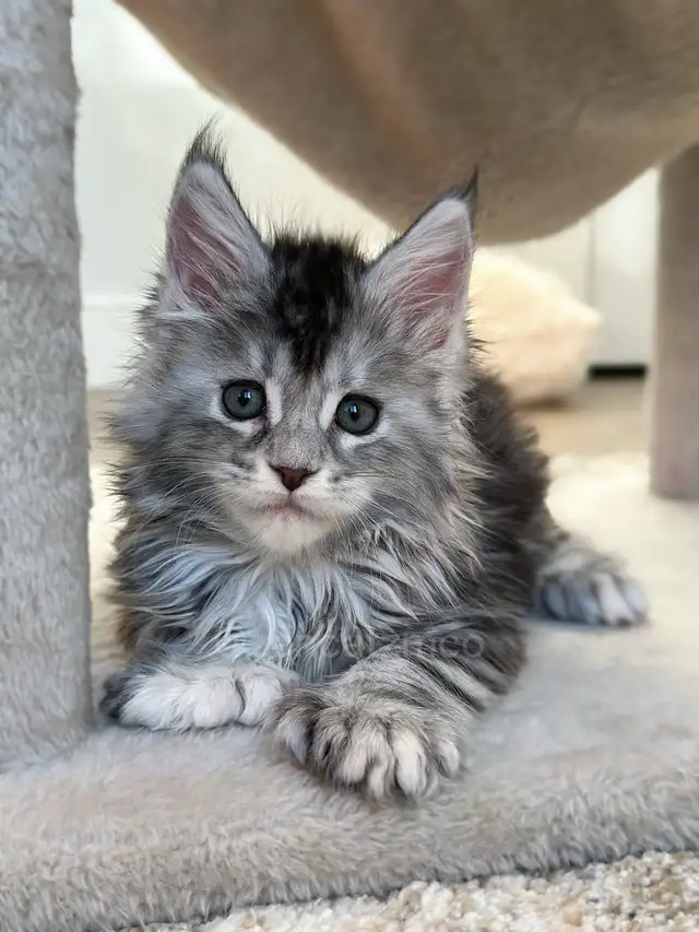 Purebred Maine Coon Kittens