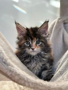 Purebred Maine Coon Kittens - Photo 2
