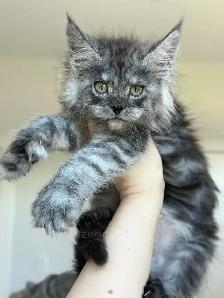 Purebred Maine Coon Kittens - Photo 3