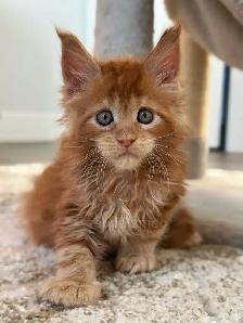 Purebred Maine Coon Kittens - Photo 4