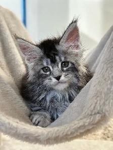 Purebred Maine Coon Kittens - Photo 5