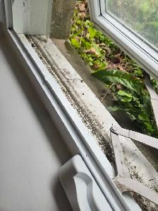 (613) 501-0354 DEEP CLEANING LADY - Photo 7