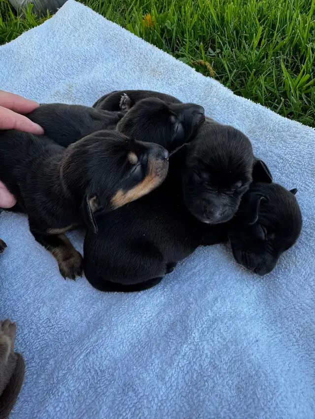 Chiots teckel miniature vaccin, vermifuge, micropuce et garantie