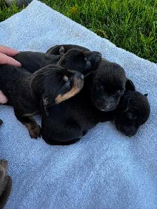 Chiots teckel miniature vaccin, vermifuge, micropuce et garantie