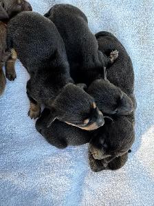 Chiots teckel miniature vaccin, vermifuge, micropuce et garantie - Photo 2