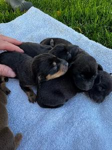 Chiots teckel miniature vaccin, vermifuge, micropuce et garantie - Photo 3