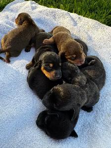 Chiots teckel miniature vaccin, vermifuge, micropuce et garantie - Photo 4
