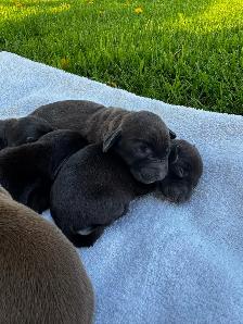 Chiots teckel miniature vaccin, vermifuge, micropuce et garantie - Photo 5
