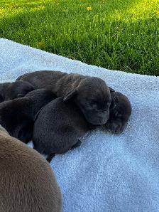 Chiots teckel miniature vaccin, vermifuge, micropuce et garantie - Photo 6