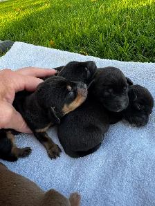 Chiots teckel miniature vaccin, vermifuge, micropuce et garantie - Photo 7