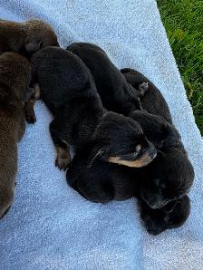 Chiots teckel miniature vaccin, vermifuge, micropuce et garantie - Photo 8