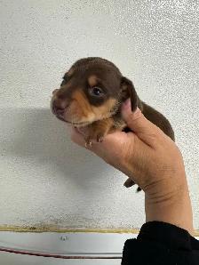 Chiots teckel miniature vaccin, vermifuge, micropuce et garantie - Photo 9
