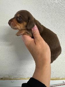 Chiots teckel miniature vaccin, vermifuge, micropuce et garantie - Photo 10