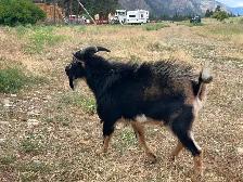 Nigerian blue eyed buck - Photo 3