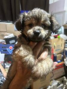 Dogs for sale