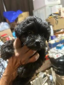 Dogs for sale - Photo 2