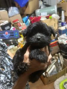Dogs for sale - Photo 3