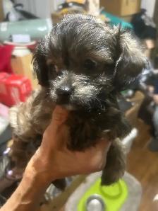 Dogs for sale - Photo 4