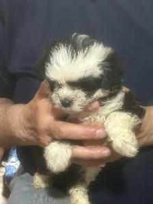 Dogs for sale - Photo 5