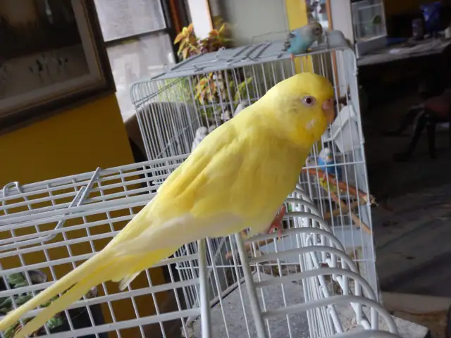 FEMALE  BUDGIES  FOR  SALE