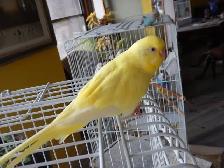 FEMALE  BUDGIES  FOR  SALE