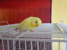 FEMALE  BUDGIES  FOR  SALE - Photo 3