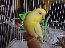 FEMALE  BUDGIES  FOR  SALE - Photo 4