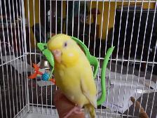 FEMALE  BUDGIES  FOR  SALE - Photo 5