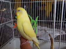 FEMALE  BUDGIES  FOR  SALE - Photo 6