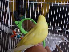 FEMALE  BUDGIES  FOR  SALE - Photo 7