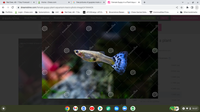 Pretty Guppies - Free for Children or 2 for $1