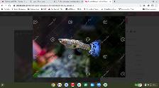 Pretty Guppies - Free for Children or 2 for $1