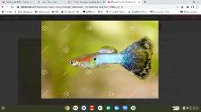 Pretty Guppies - Free for Children or 2 for $1 - Photo 2