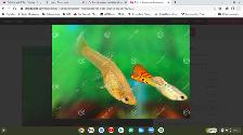 Pretty Guppies - Free for Children or 2 for $1 - Photo 3
