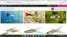 Pretty Guppies - Free for Children or 2 for $1 - Photo 4