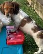 Chiot Teckel - Photo 2